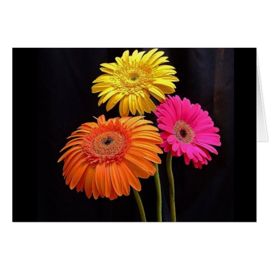 GERBERAS GALORE 2 CARD