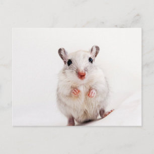 Gerbil Baby Animal Cute Pet Gerbils Template Postcard