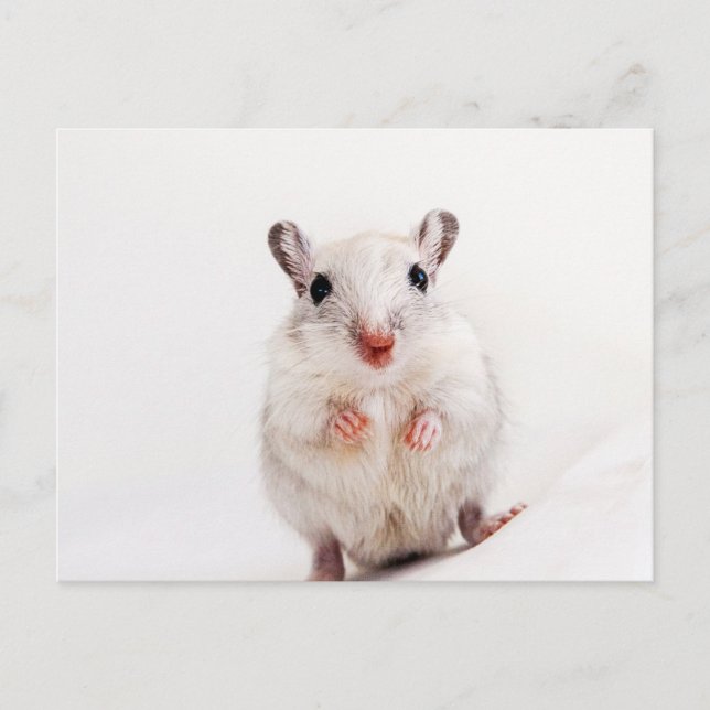 Gerbil Baby Animal Cute Pet Gerbils Template Postcard (Front)