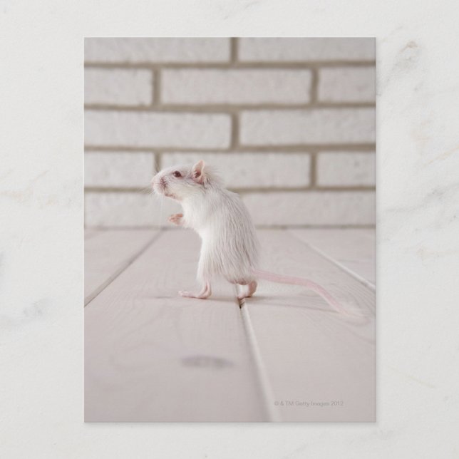 Gerbil standing postcard (Front)