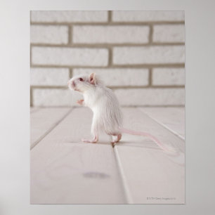 Gerbil standing poster