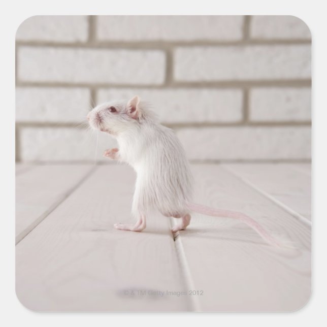 Gerbil standing square sticker (Front)