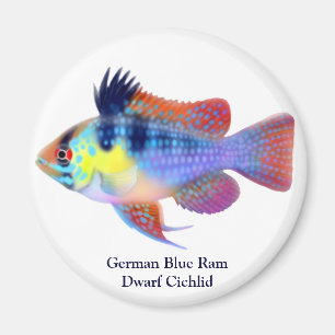 German Blue Ram Dwarf Cichlid Magnet