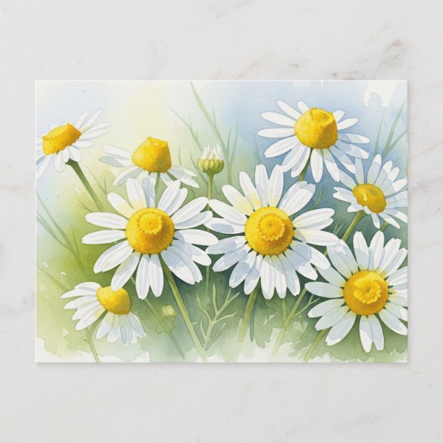 German Chamomile in Bloom Holiday Postcard (Front)