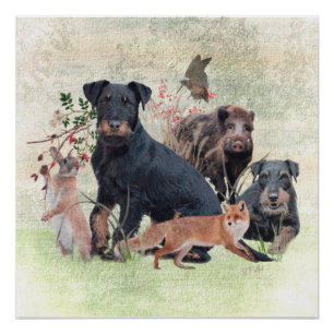 German Hunting Terrier (Jagdterrier) Poster