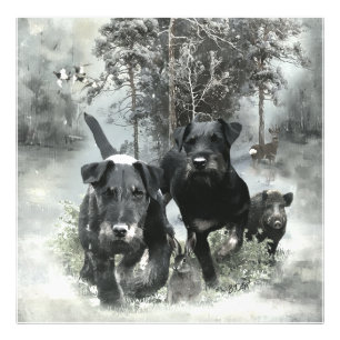 German Hunting Terrier, The Jagdterrier , Art Photo Print
