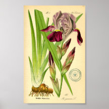 German Iris (Iris germanica)