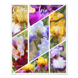 German Iris [Photo Print] フォトプリント  Photo Print
