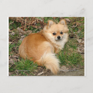 German Kleinspitz Dog Postcard