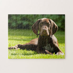 German Pointer Dog. Jigsaw Puzzle