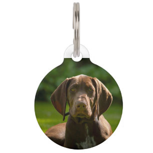German Pointer Dog. Pet Tag