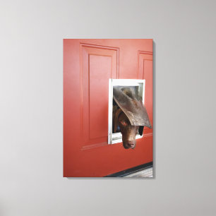 German pointer looking outside, through doggie canvas print