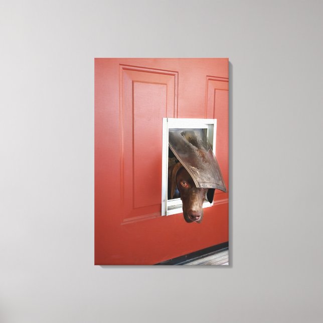 German pointer looking outside, through doggie canvas print (Front)