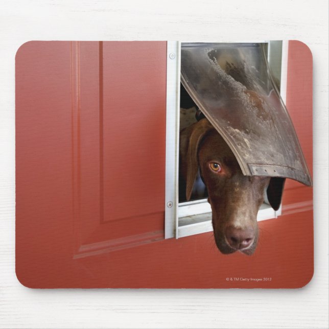German pointer looking outside, through doggie mouse mat (Front)