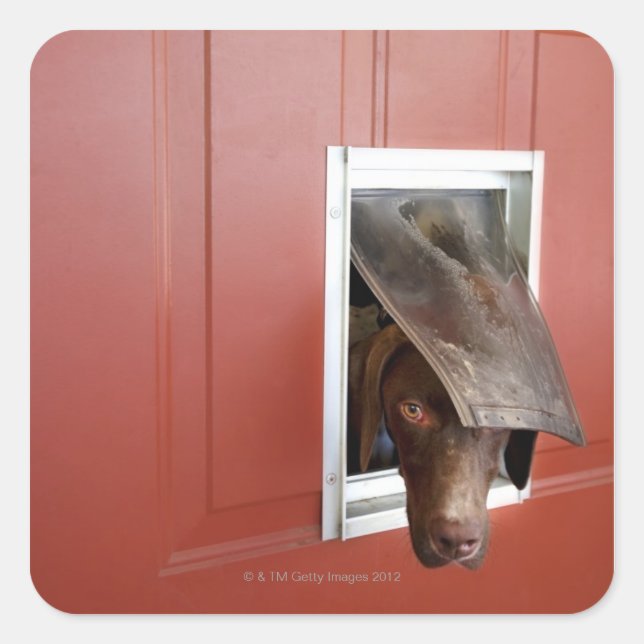 German pointer looking outside, through doggie square sticker (Front)