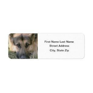 German Shepard
