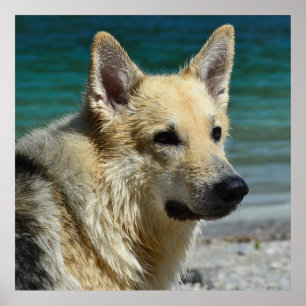 German Shepard By The Sea Poster