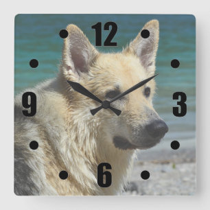 German Shepard By The Sea Square Wall Clock