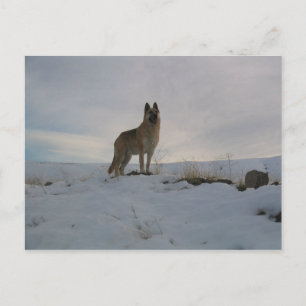 German_shepard_dog in snow postcard