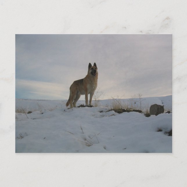 German_shepard_dog in snow postcard (Front)
