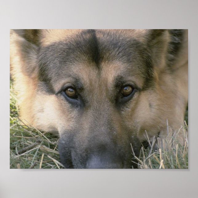 German Shepard Poster (Front)