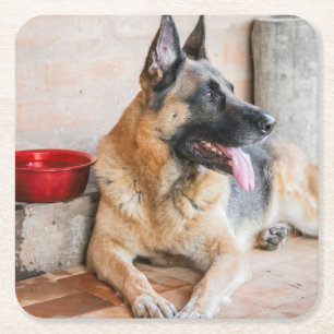 German Sheperd Resting By Water Basin Square Paper Coaster