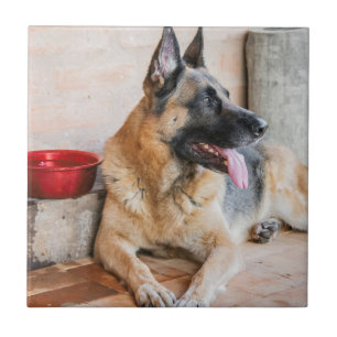 German Sheperd Resting By Water Basin Tile