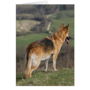 German Shephard Looking Down Hill