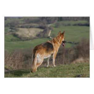 German Shephard Looking Down Hill