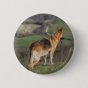 German Shephard Looking Down Hill 6 Cm Round Badge