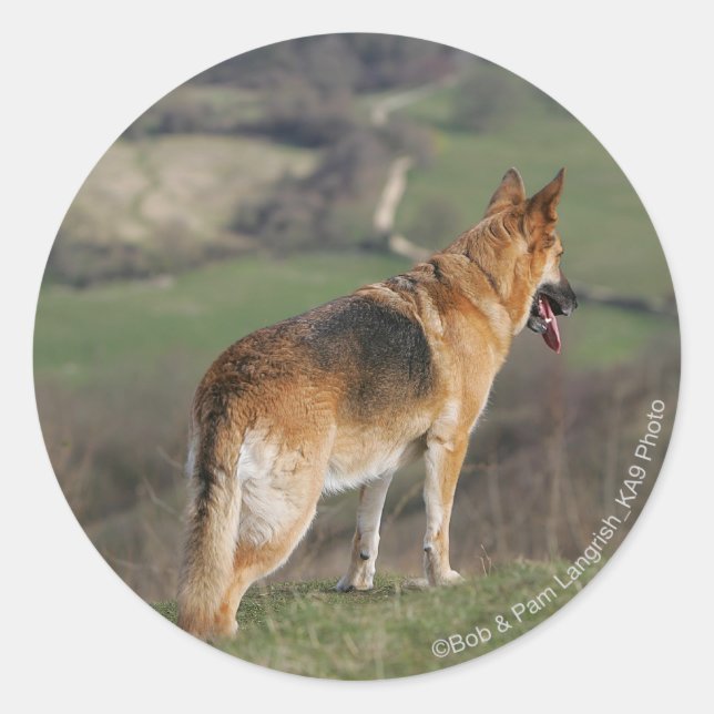 German Shephard Looking Down Hill Classic Round Sticker (Front)
