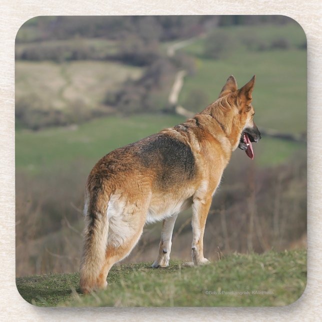 German Shephard Looking Down Hill Coaster (Front)
