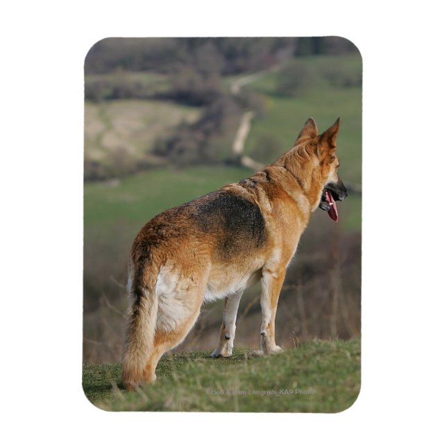 German Shephard Looking Down Hill Magnet (Vertical)