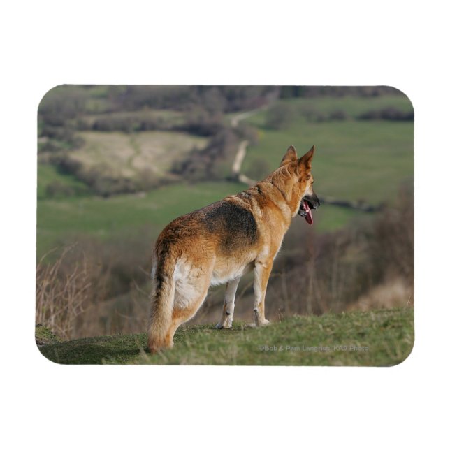 German Shephard Looking Down Hill Magnet (Horizontal)