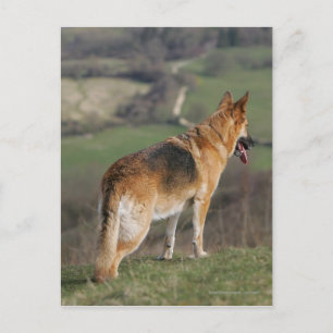 German Shephard Looking Down Hill Postcard