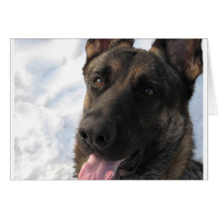 German Shepherd