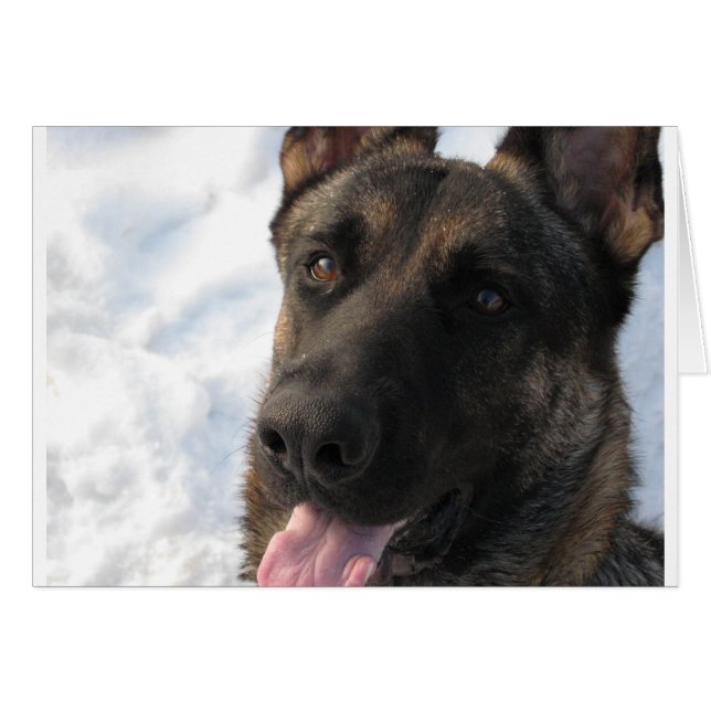German Shepherd (Front Horizontal)