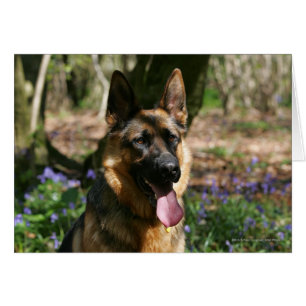 German Shepherd