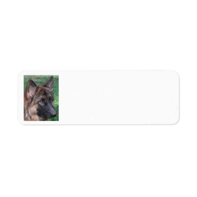 german shepherd (Front)