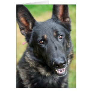 German Shepherd