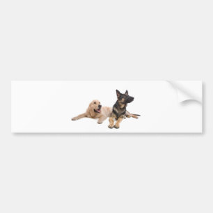 german shepherd and golden retriever bumper sticker