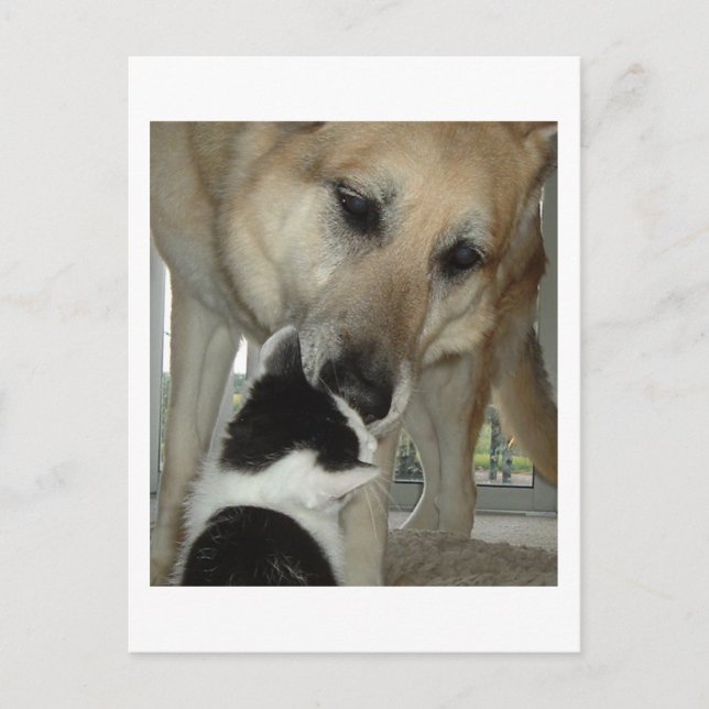 German Shepherd and Kitty Friend Postcard (Front)