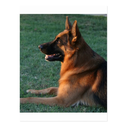 German Shepherd at sunset - "Zamp" Postcard