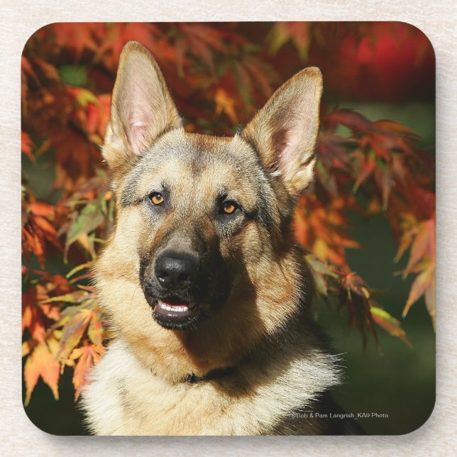 German Shepherd Autumn Leaves Coaster (Front)