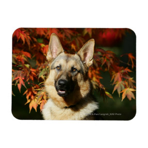 German Shepherd Autumn Leaves Magnet