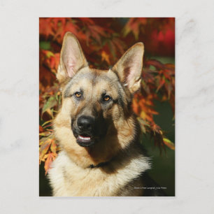 German Shepherd Autumn Leaves Postcard