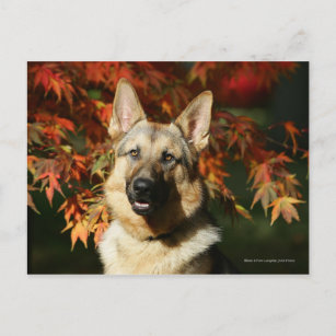 German Shepherd Autumn Leaves Postcard