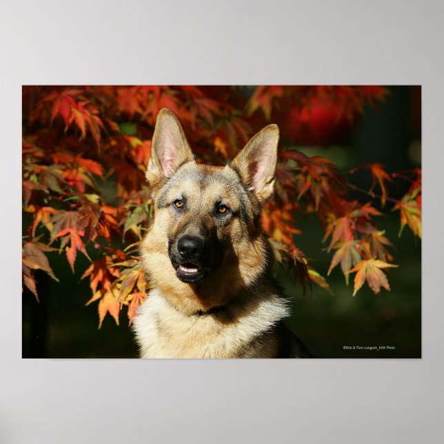 German Shepherd Autumn Leaves Poster (Front)