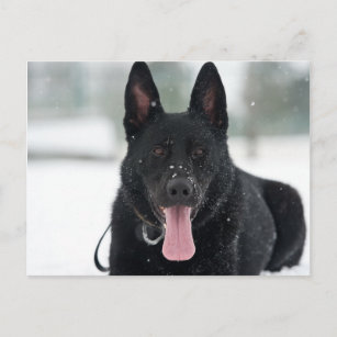 german shepherd black in snow postcard