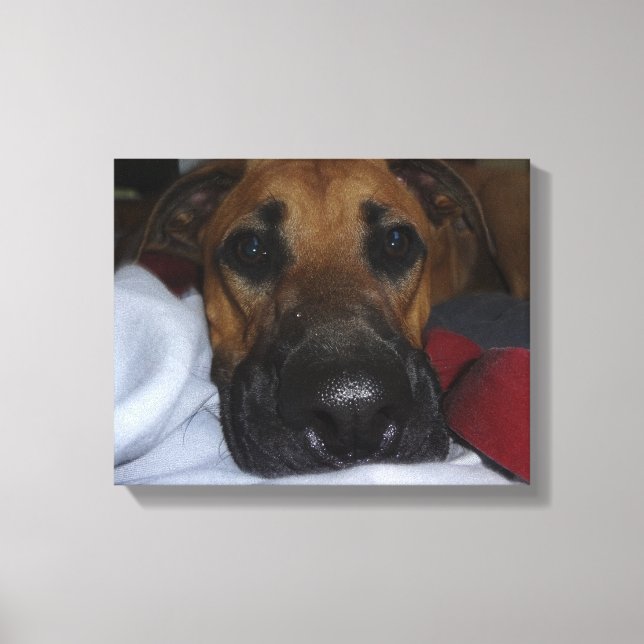 German Shepherd/ Boxer Mix closeup Canvas Print (Front)